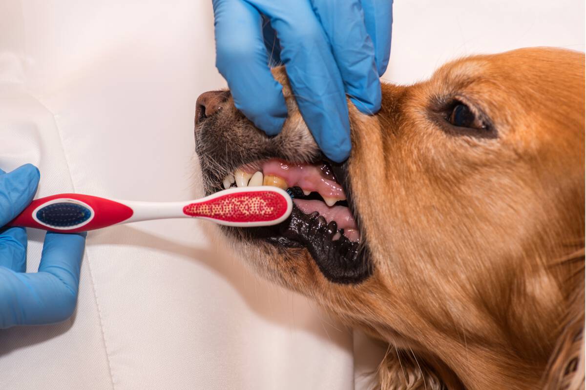 cleaning dog teeth