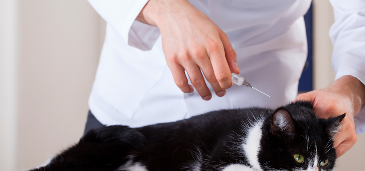 Dog Cat Vaccinations