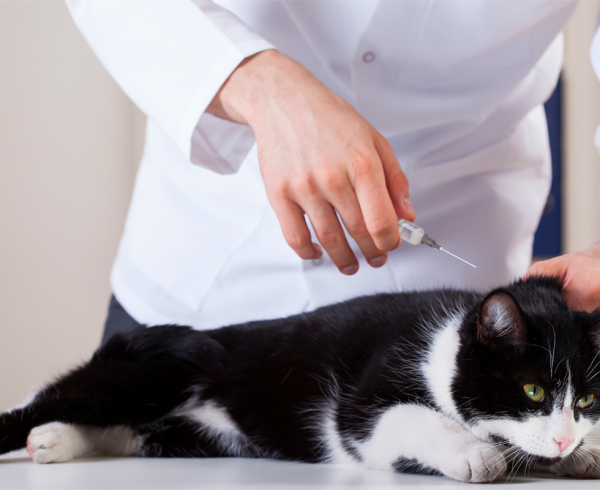 The truth about cats and dogs – common behavioural questions asked at the  vet